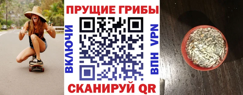 где найти   Нерехта  Галлюциногенные грибы Psilocybe 